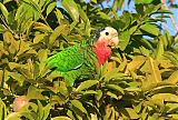 Cuban Parrot